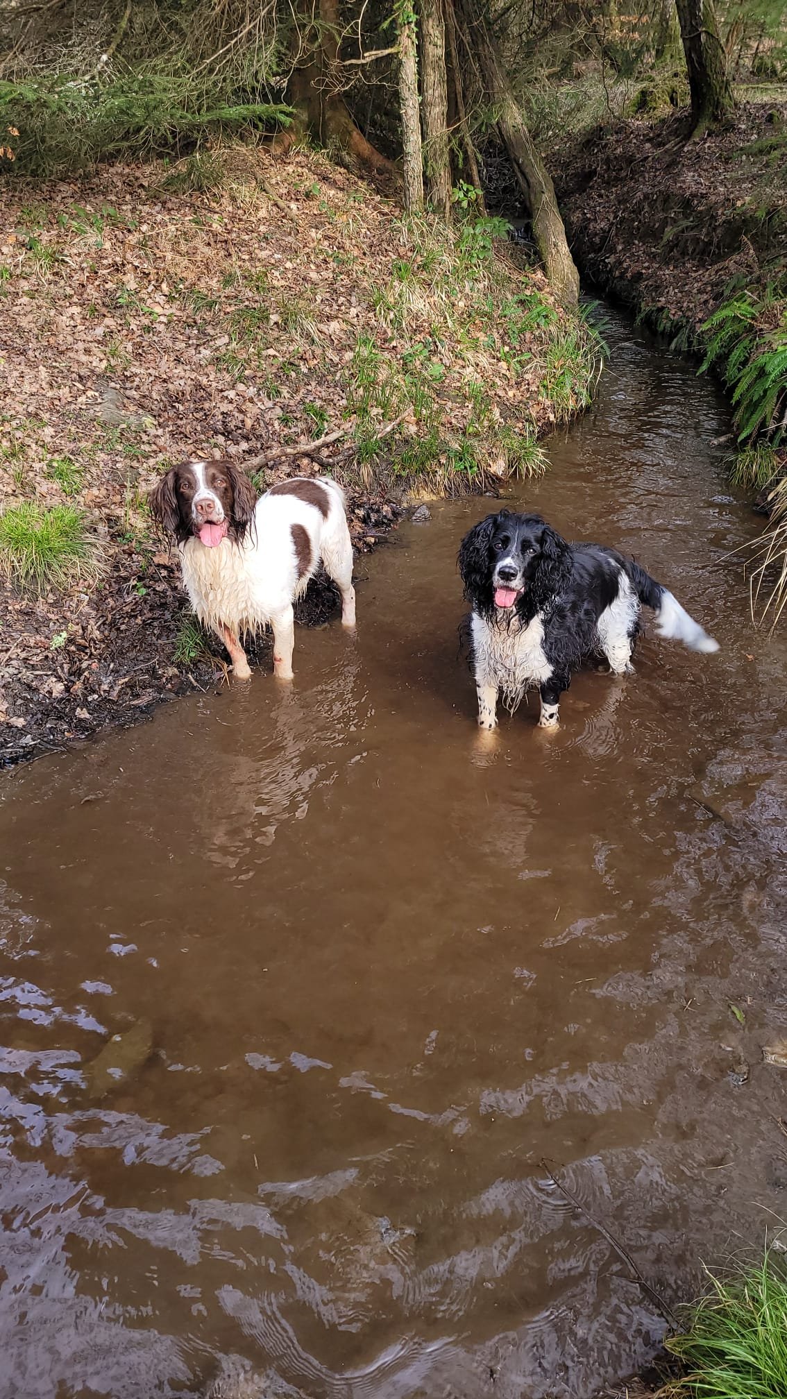 Havoc & Splodge together on a walk