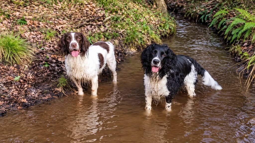 Havoc And Splodge, partners in grime, standing in a stream