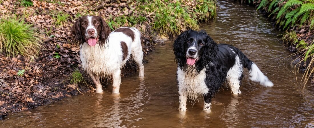 Why We Still Train Our Dogs Like Working Dogs